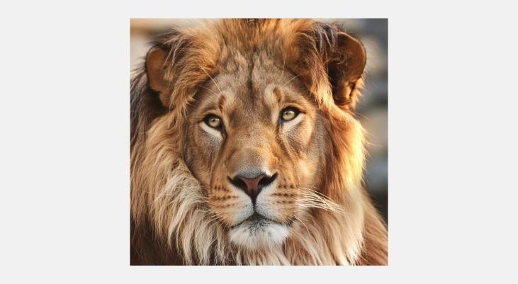 imagen generada con adobe firefly de la cara de un león muy realista